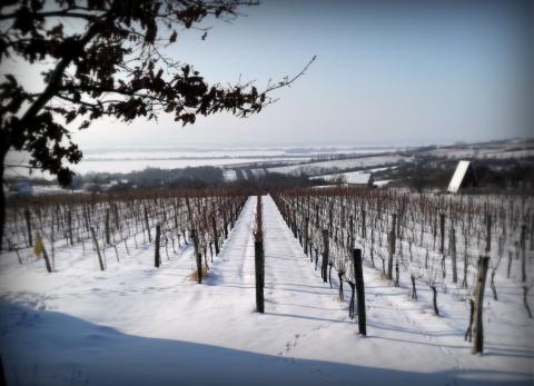 Havas muzslai szőlődomb