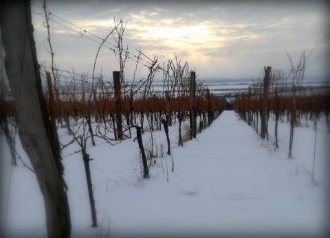 Muzslai szőlőhegy téli havas időben