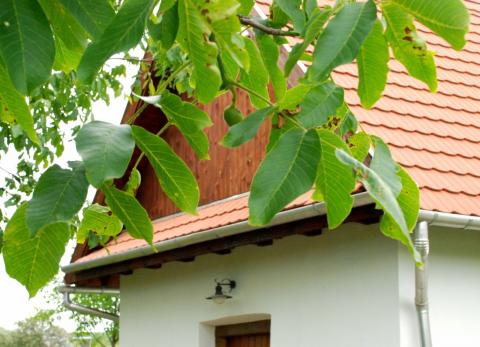 A felújított pince a Muzslai szőlőhegyen