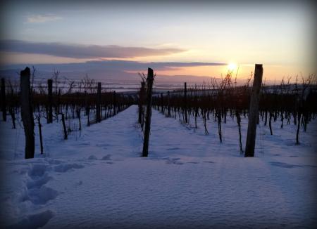 Muzslai szőlőhegy havas látkép