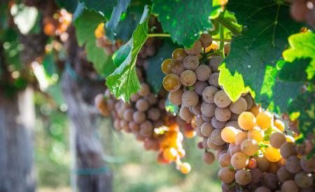 Borvák Pincészet 2023 szüret miatt zárva