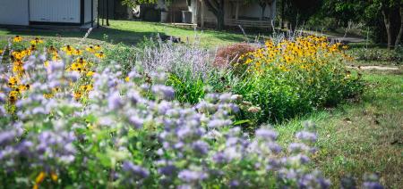 Virágzó esőkert Muzsla Borvák Pincészet mellett