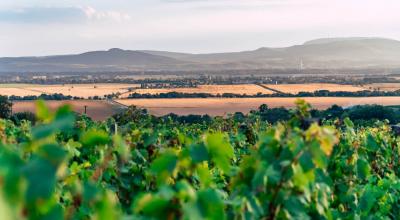 Muzslai szőlőhegy látkép