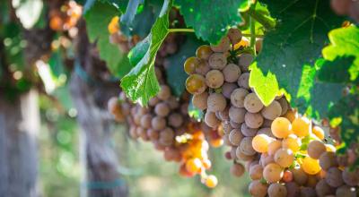 Vinárstvo Borvák je z dôvodu zberu úrody 2023 zatvorené