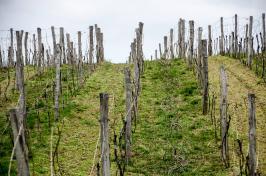 Strihanie viniča v Rizlingu Rýnskom - vinohradníctvo Borvák Mužla