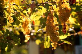 szőlő őszi napsütésben