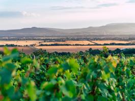 Muzslai szőlőhegy látkép